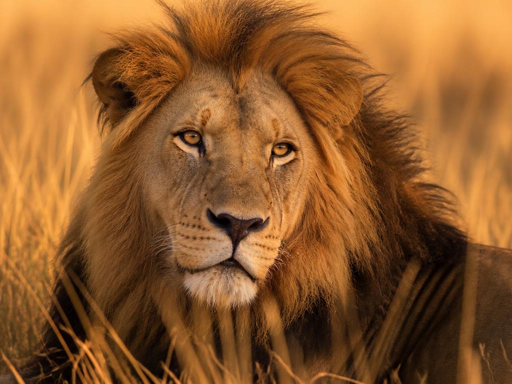 Close-up portrait of a male lion resting in tall savannah grass