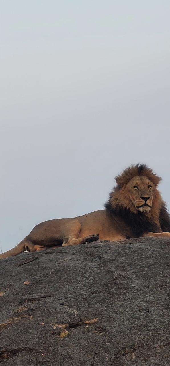 Lion resting on a granite kopje at dawn