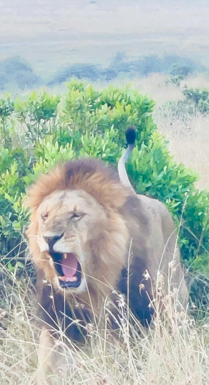 Male lion roaring among green bush in the Masai Mara