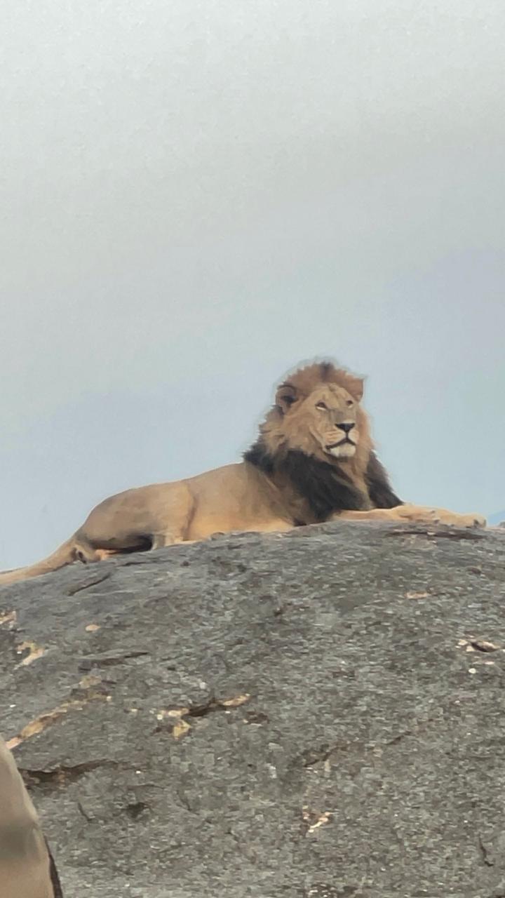 Lion surveying the plains from a rocky outcrop