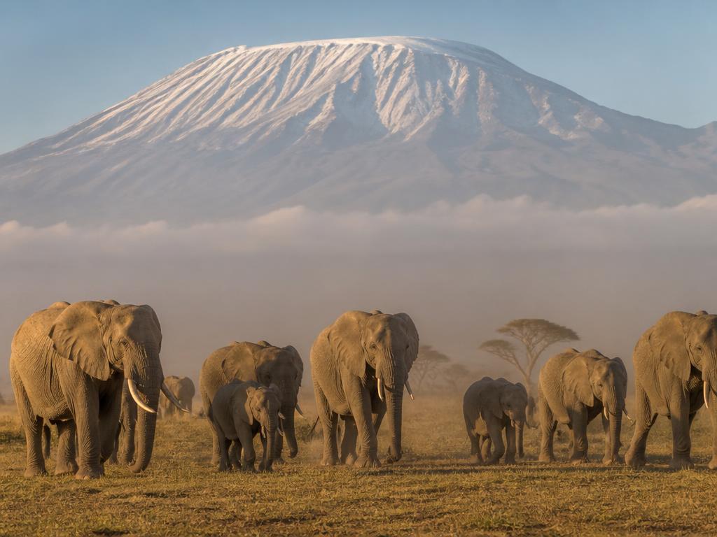 Elephants in Amboseli grasslands with Mount Kilimanjaro rising behind them