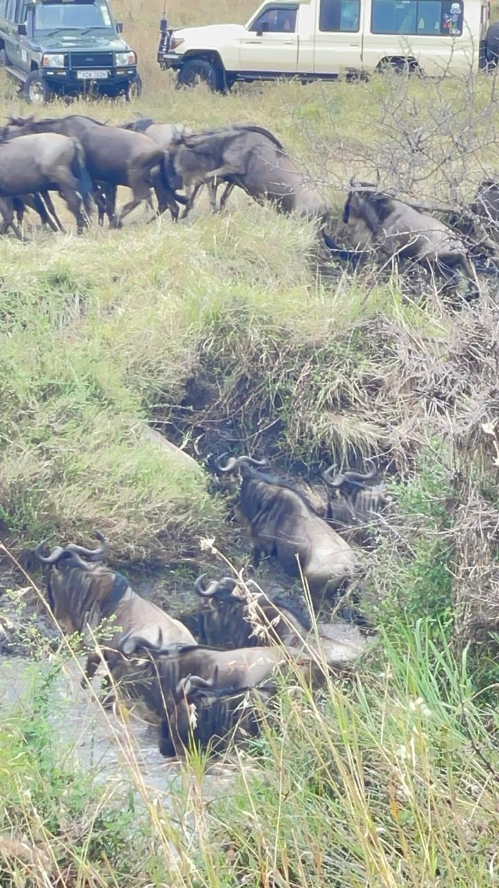 Wildebeest picking their way down a riverbank during the Great Migration