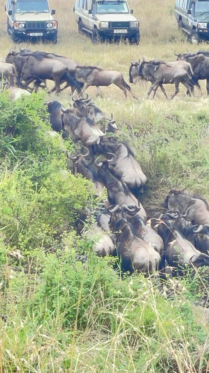 Long line of wildebeest crossing a gully watched by safari vehicles