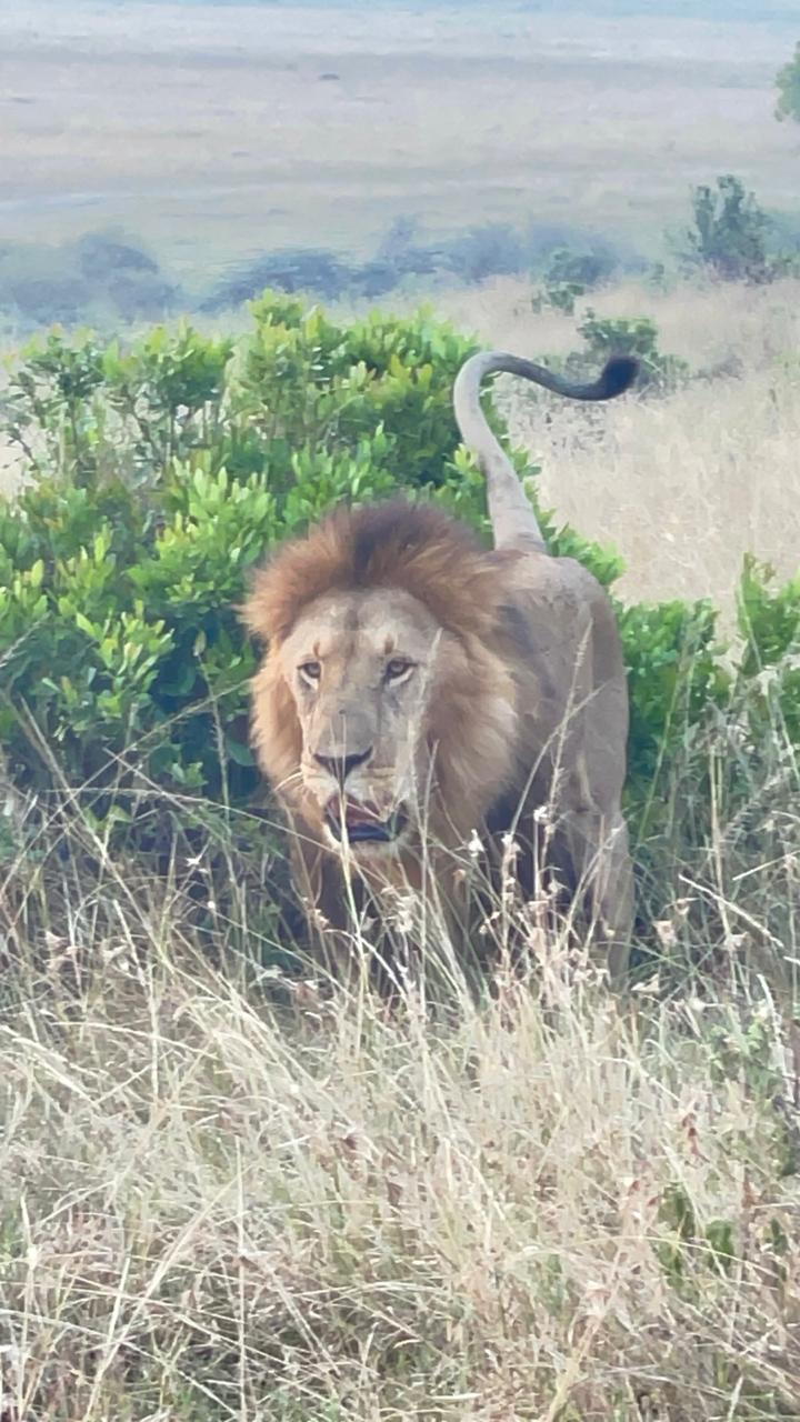 Male lion with a full mane walking through tall grass in the Masai Mara