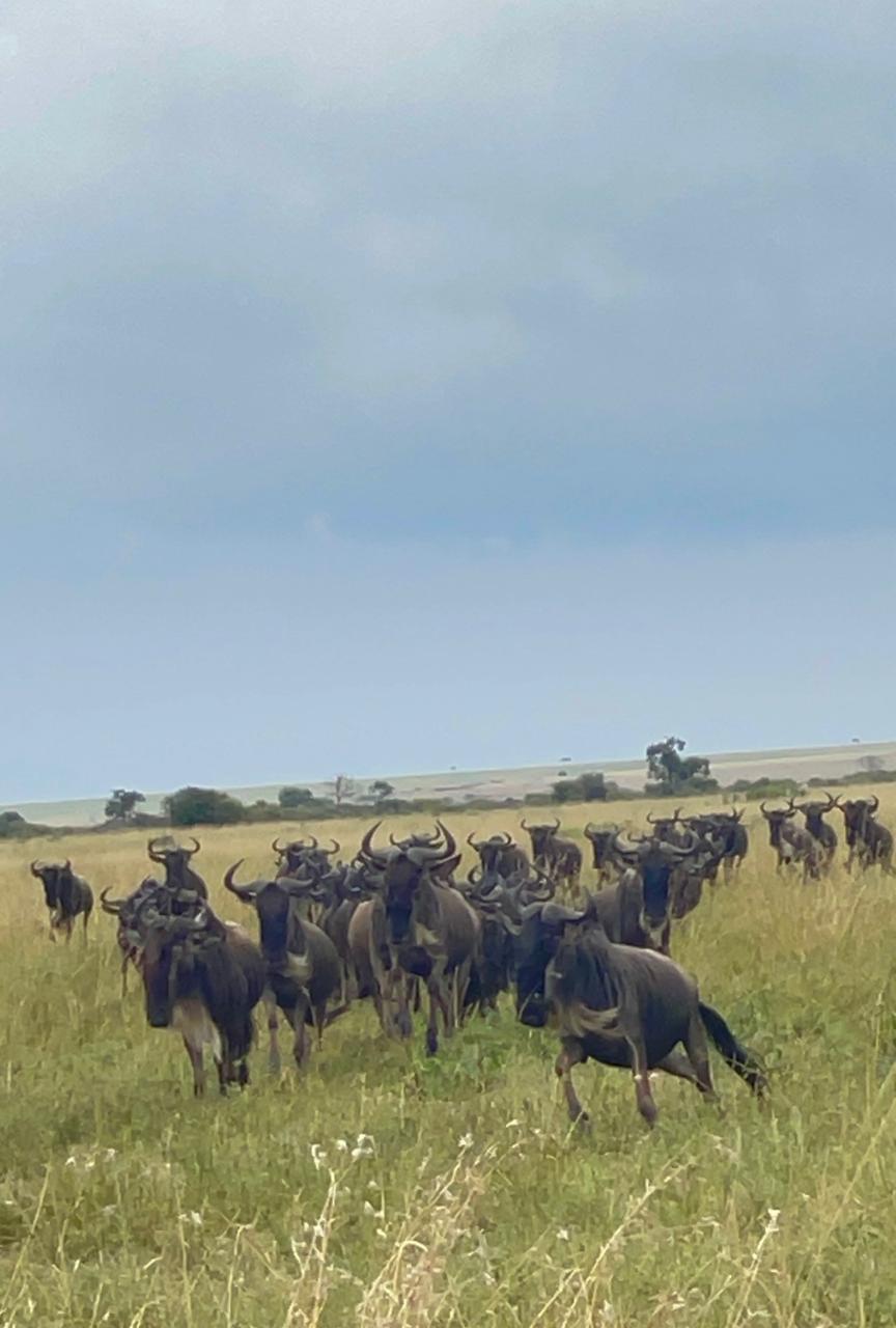 Herd of wildebeest moving across open Mara grassland under a wide sky