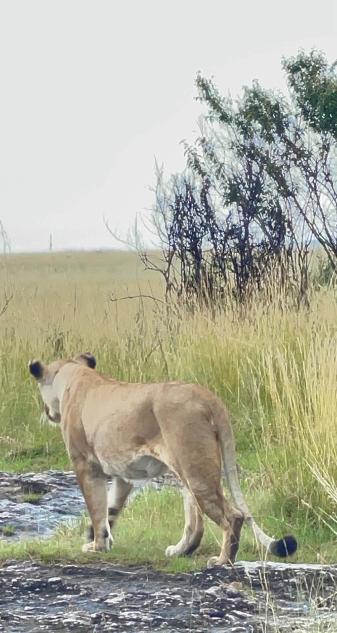 Lioness walking through long grass towards an acacia thicket