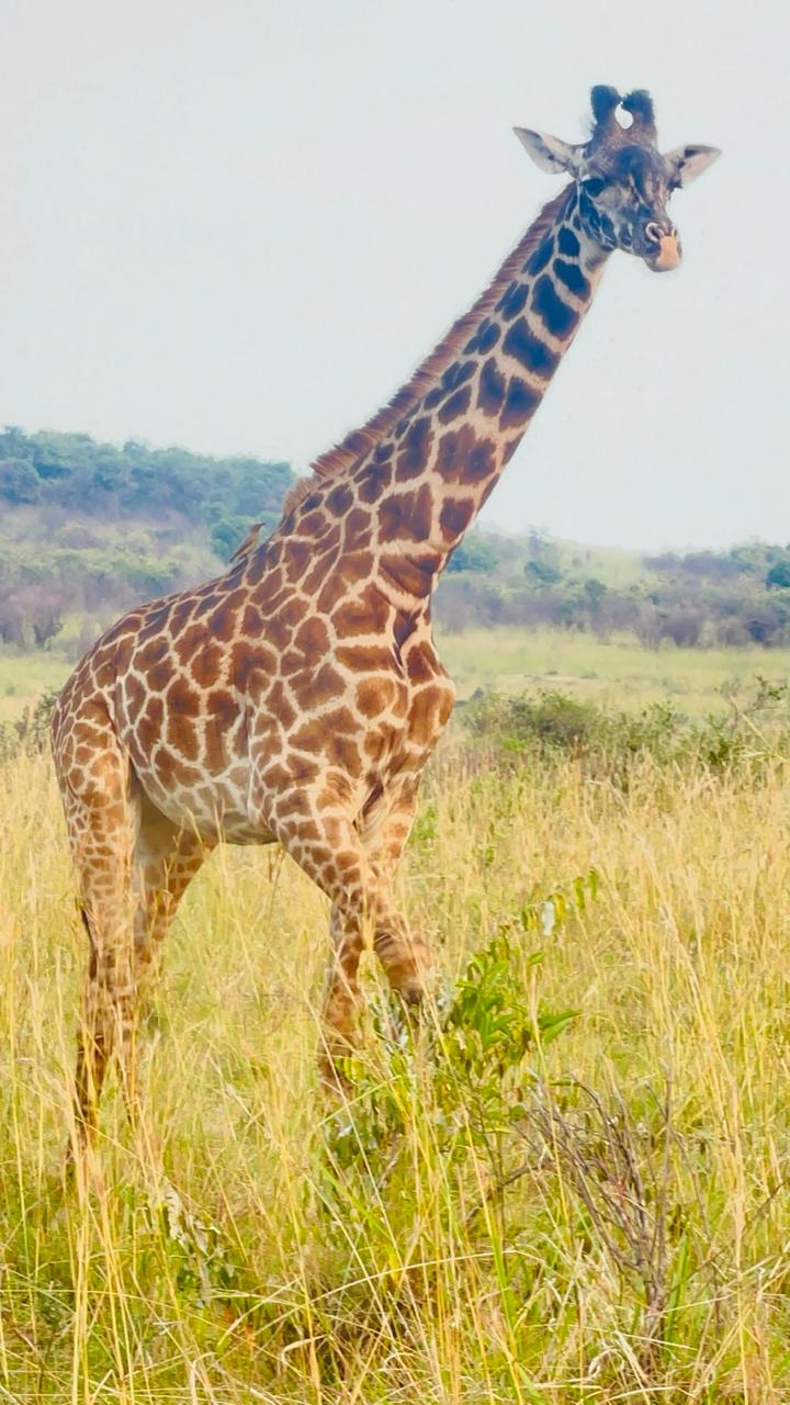 Maasai giraffe standing in golden savannah grass